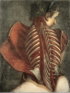 Muscles du dos chez une femme - after Gautier Dagoty